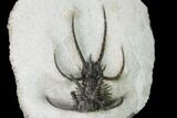 Bargain, 2.1" Spiny Ceratarges Trilobite - Zireg, Morocco - #161332-4